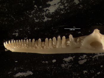 Media type: image;   Herpetology R-131846